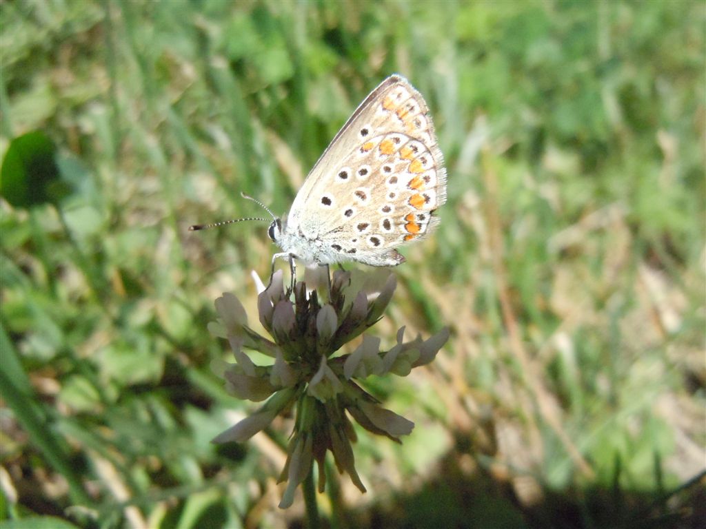 Polyommatus icarus?